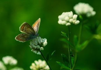 Fototapeta premium butterfly on flower