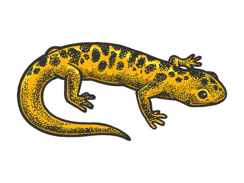 Salamander lizard animal sketch engraving vector illustration. T-shirt apparel print design. Scratch board style imitation. Black and white hand drawn image.