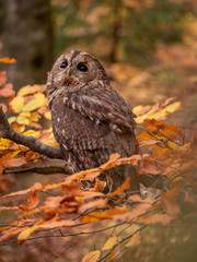 Tawny owl (Strix aluco) in autumn forest. Tawny owl sits on tree. Tawny owl and colorful autumn background.