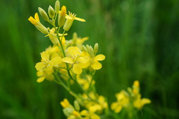 yellow flowers on background of green grass