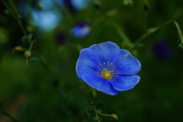 blue flower
