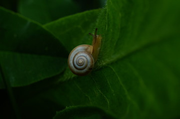 snail on leaf