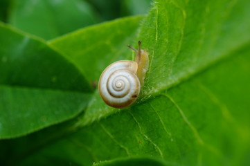 snail on leaf
