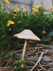 mushroom in grass