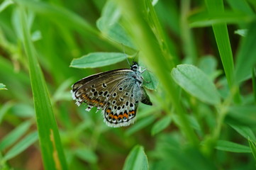 butterfly on leaf