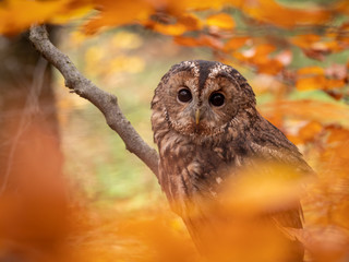 Tawny owl (Strix aluco) in autumn forest. Tawny owl sits on tree. Tawny owl and colorful autumn background.