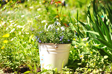 Garden flowers in the bucket under the bright sunshines. Blooming beautiful spring summer season. Lightened blossom beauty. Floral lifestyle compositions. Natural country life, out-of-town rest