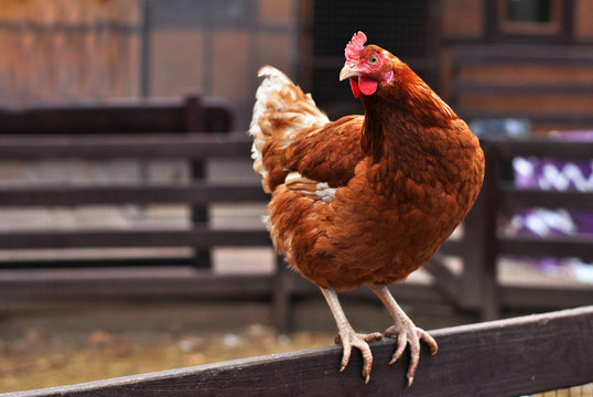 Brown chicken sitting on the hen roost looking to the left outside on the courtyard farm. House country bird domestic animal breeding, aviculture and animal husbandry concept
