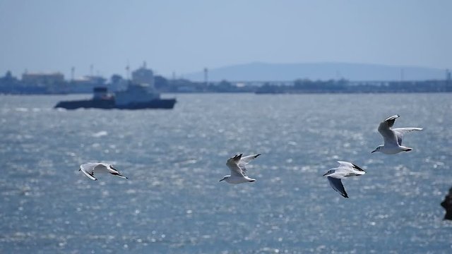 Seagulls flying around a ferry