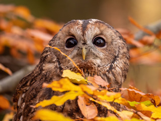 Tawny owl (Strix aluco) in autumn forest. Tawny owl sits on tree. Tawny owl and colorful autumn background.