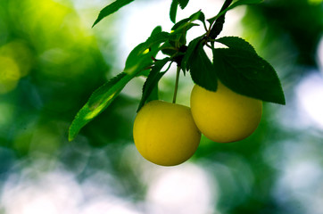 plums on tree branch