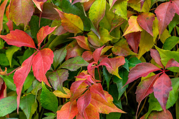 colorful leaves in fall