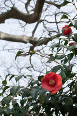 Camellia Japonica tree with red blooming flowers in the park, South Korea