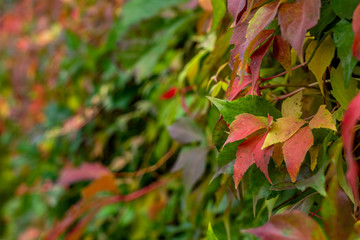 colorful leaves in fall