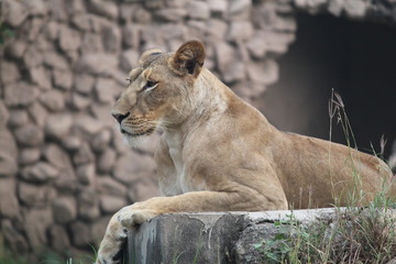 Fototapeta na wymiar lion in zoo