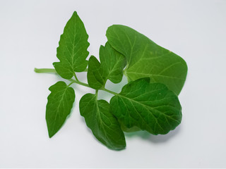 Green leaves on the ground