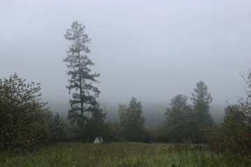 trees in fog
