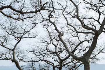 Branchy tree of Camellia Japonica with leaveless branches in the park, South Korea