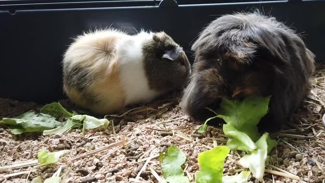 Cochon d'inde en 4K qui mange de la salade
