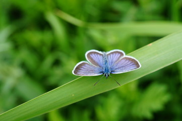 blue butterfly on a flower
