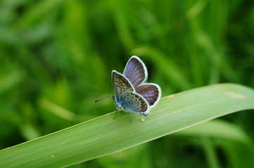 butterfly on green leaf