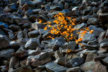 lonesome petite tree on rocks