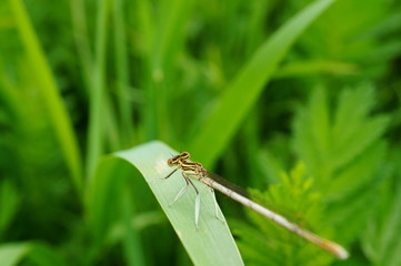dragonfly on green leaf