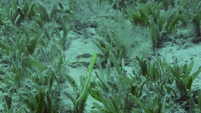 Yellow Wormfish swim over sandy bottom covered seagrass. Onespot wormfish or Worm goby (Gunnellichthys monostigma)