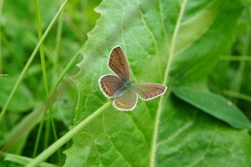 butterfly on leaf