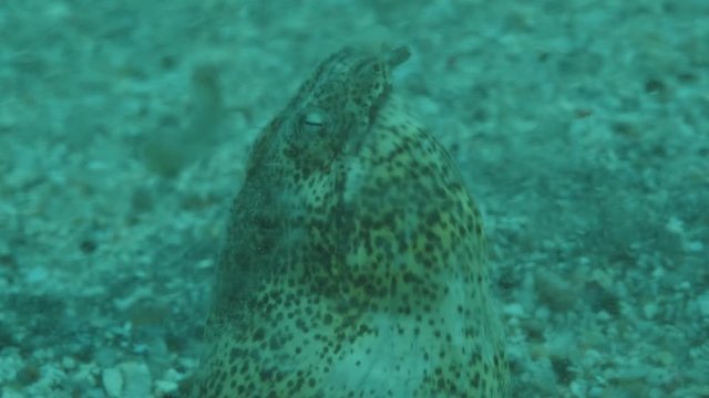 Snake Eel on a sandy bottom in the surf zone during a storm. Portrait of Marbled Snake Eel (Callechelys marmorata) stuck her head out of the sand