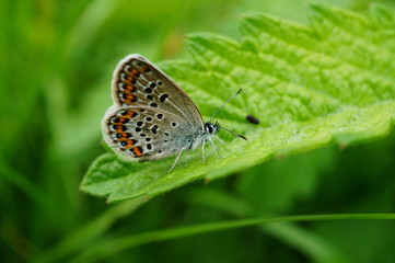 butterfly on a leaf
