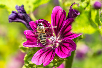 bee collecting pollen on a pink flower