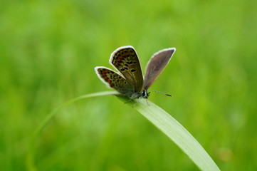 butterfly on leaf