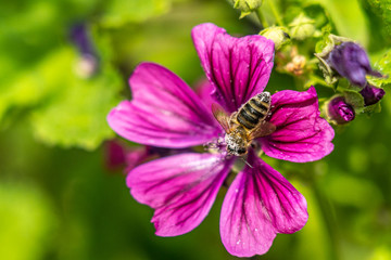 bee collecting pollen on a pink flower