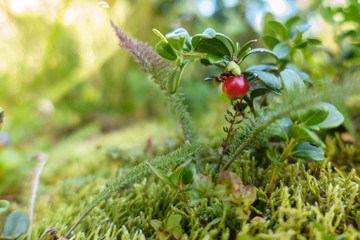 eine rote reife Preiselbeere am Strauch