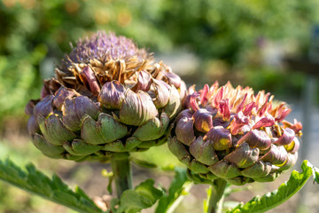 artichoke flower close up
