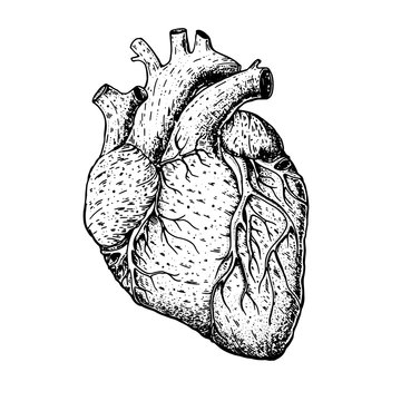 Heart hand drawn sketch. Vintage vector illustration. Isolated black and white heart illustration. Engraved style.