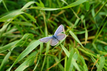 blue butterfly on green grass