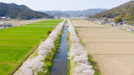 桜並木 岐阜県山県市 鳥羽川サイクリングロード ドローン空撮