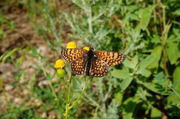 butterfly on flower