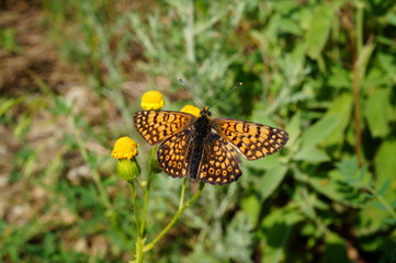 butterfly on flower