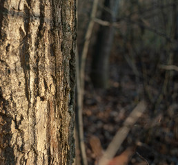 high stump of a broken tree in the forest