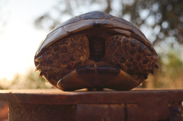 Close up Baby African spurred tortoise resting in the garden, Slow life ,Africa spurred tortoise...