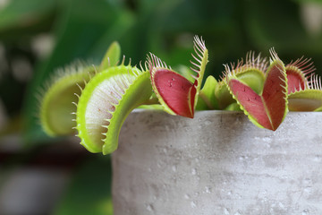 Plante carnivore Dionaea muscipula