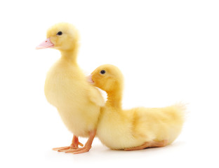 Two yellow ducklings.