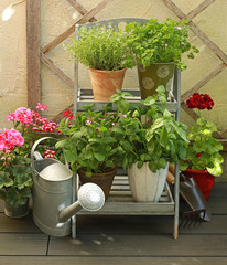 Plantes aromatiques en terrasse de jardin  © hcast