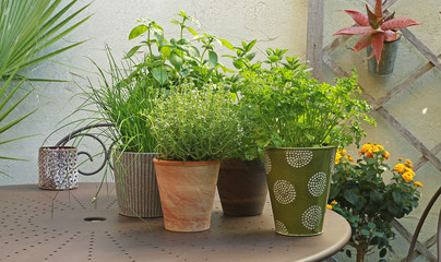 Plantes aromatiques en terrasse de jardin  © hcast
