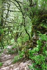 Moss on the branches of Colchis boxwood near the Genoese fortress in the yew-Box grove. Hosta, Sochi