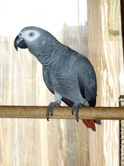 a parrot sitting on a branch