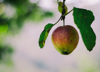 apples on branch in tree